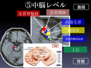 脊髄 路 皮質 皮質脊髄路の役割と脳画像における通り道