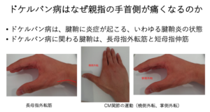 指のつまみ 握り 把握 巧緻動作と解剖運動学的分析 評価とリハビリテーション 自分でできるボディワーク