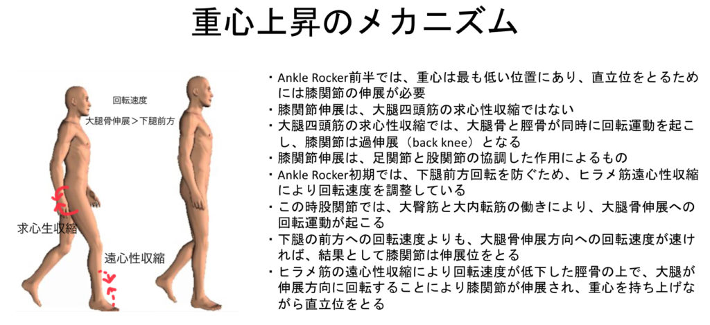 歩行のバイオメカニクスとリハビリテーション！歩行周期と筋活動から評価を考える！ 自分でできるボディワーク